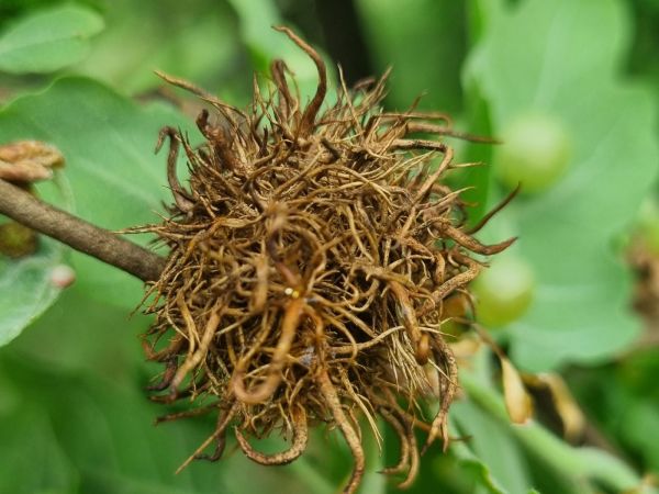 Gall wasp Andricus caputmedusae