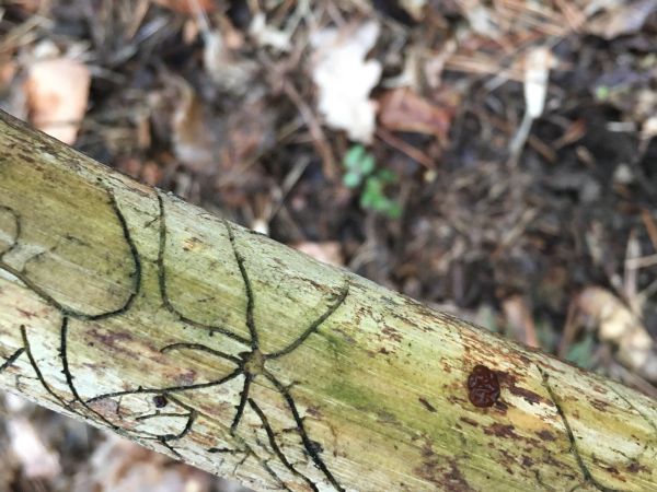 Fir bark beetle Pityophthorus pityographus
