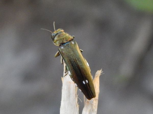 Oak splendour beetle