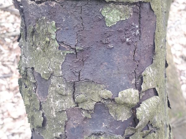 Cryptostroma corticale