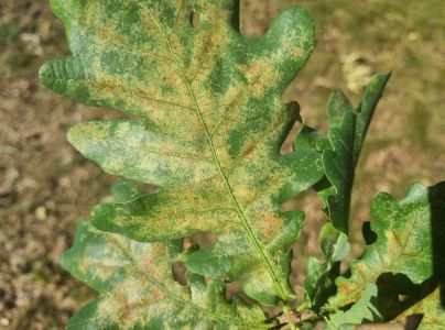 Sietnička dubov&aacute;