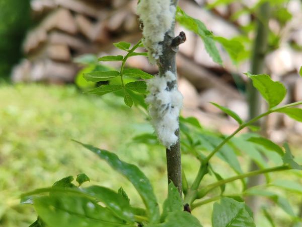 Aphid Prociphilus bumeliae 
