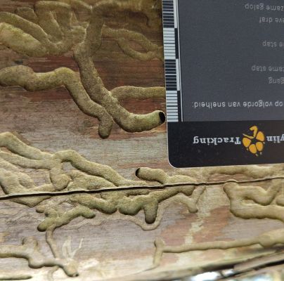 A - Ambiguously determined, we are not sure