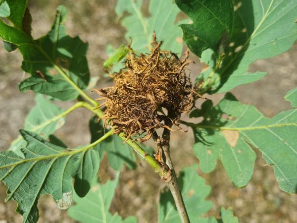 Gall wasp Andricus caputmedusae