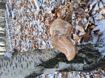 Brezovn&iacute;k obyčajn&yacute;