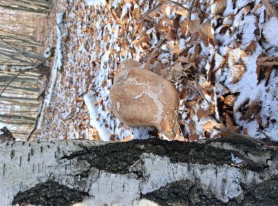 Brezovn&iacute;k obyčajn&yacute;