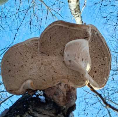 Piptoporus betulinus