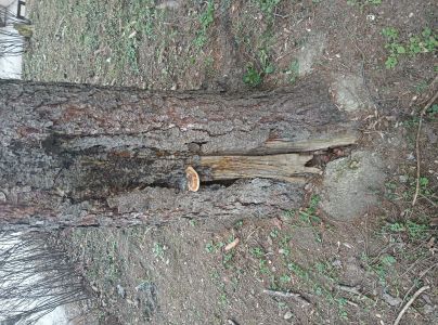 Pr&aacute;chnovček p&aacute;sikav&yacute; 