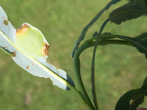 Sawfly Pontania proxima