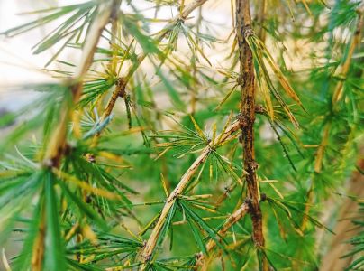 K&ocirc;rovnica zelen&aacute;