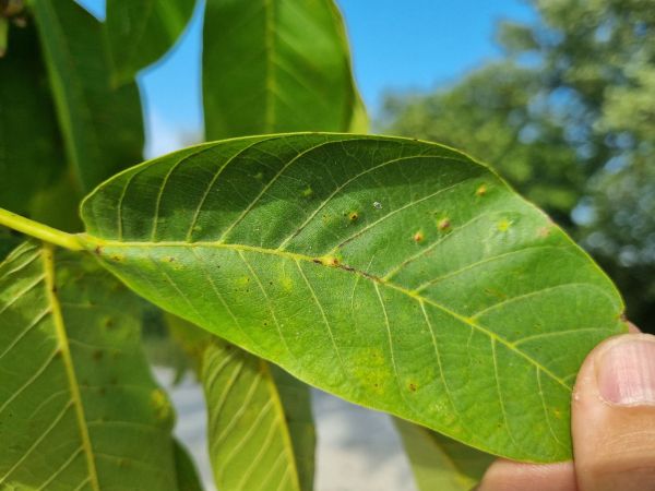 Gall mite Aceria tristriata