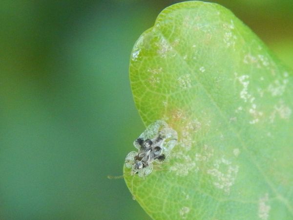 Oak lace bug