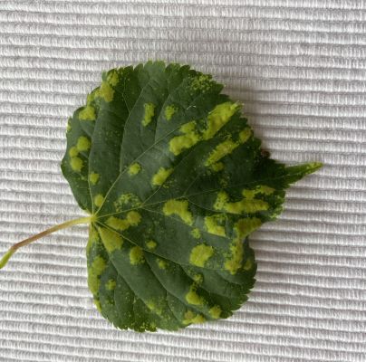 Eriophyes leiosoma = exilis