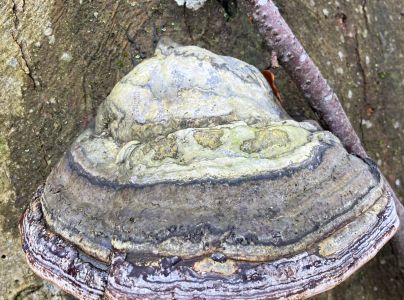 Pr&aacute;chnovec kopytovit&yacute;