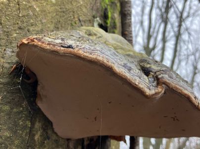 Pr&aacute;chnovec kopytovit&yacute;