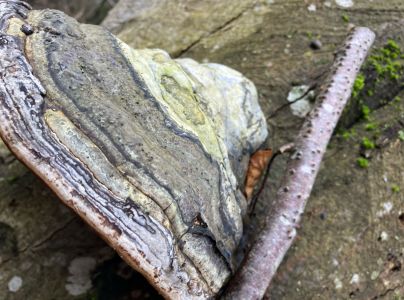 Pr&aacute;chnovec kopytovit&yacute;