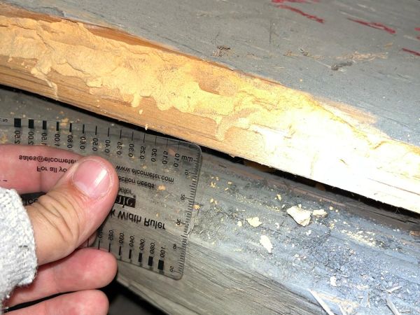 House longhorn beetle