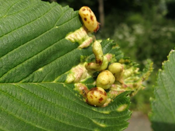 Aphid Tetraneura ulmi 