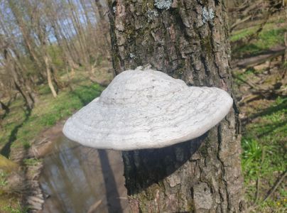 Pr&aacute;chnovec kopytovit&yacute;