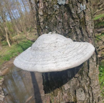 Fomes fomentarius 