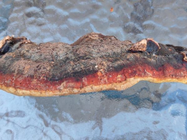 Red banded polypore