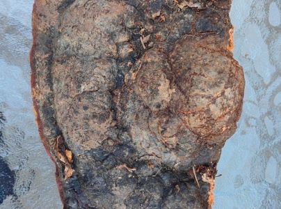 Pr&aacute;chnovček p&aacute;sikav&yacute; 