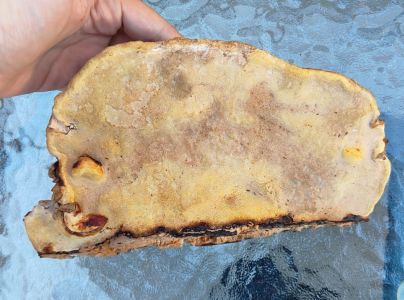 Pr&aacute;chnovček p&aacute;sikav&yacute; 