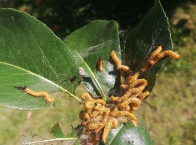 Ploskanka hru&scaron;kov&aacute;