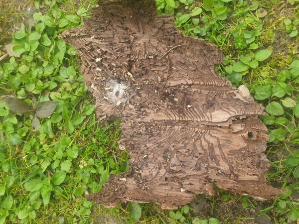 European spruce bark beetle