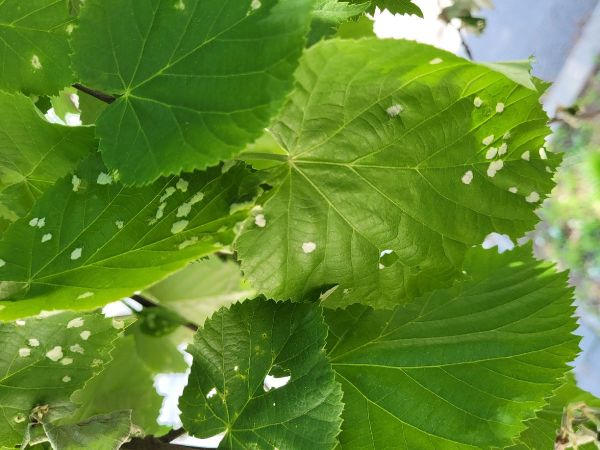 Gall mite Phytoptus tetratrichus