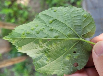 Roztoč Phytoptus tetratrichus