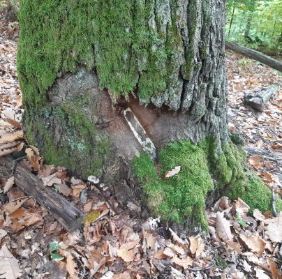 A - nie je v datab&aacute;ze