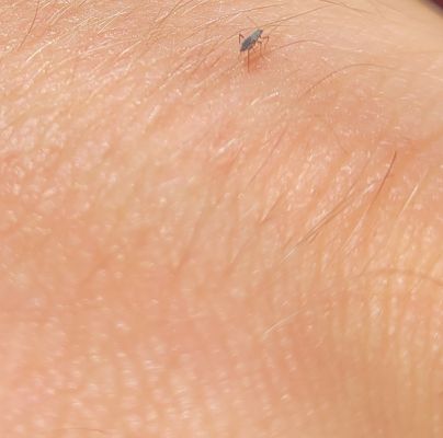 A - nejednoznačne určen&yacute;, nie sme si ist&iacute;