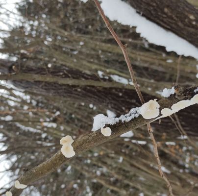 A - nejednoznačne určen&yacute;, nie sme si ist&iacute;