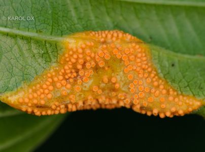 Hrdza korunov&aacute;