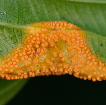 Puccinia coronata
