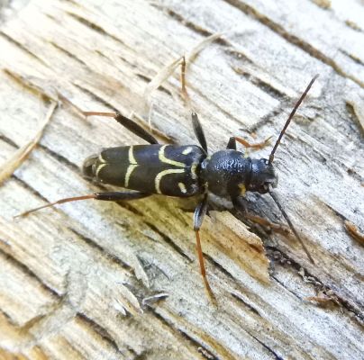 Xylotrechus antilope