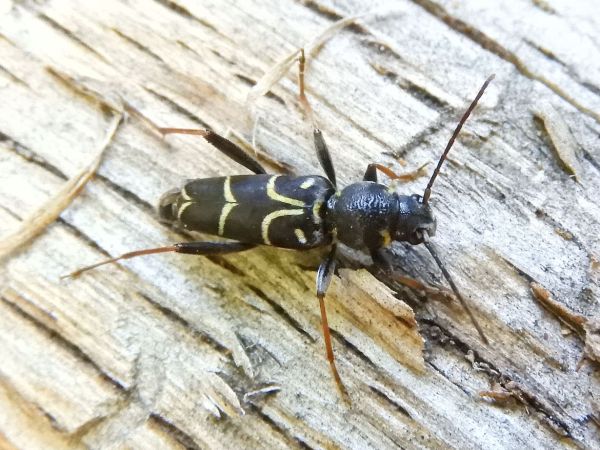Long-horned beetle Xylotrechus antilope