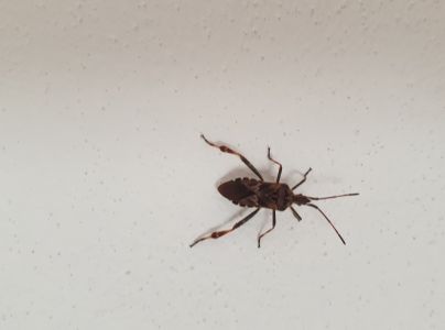 Obrubnica americk&aacute;