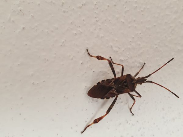 Western conifer seed bug