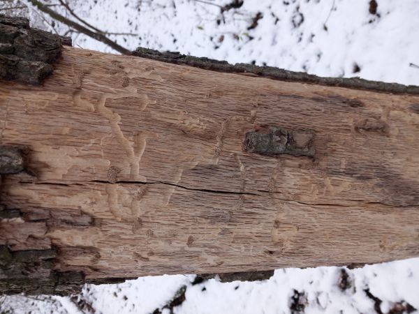 Long-horned beetle Plagionotus arcuatus 