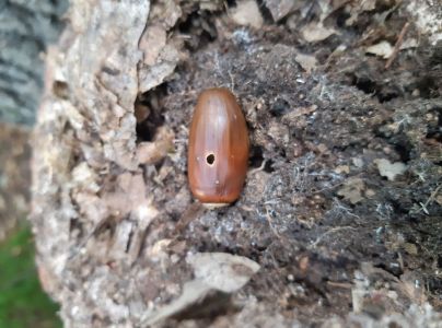 Nos&aacute;nik žaľuďov&yacute;