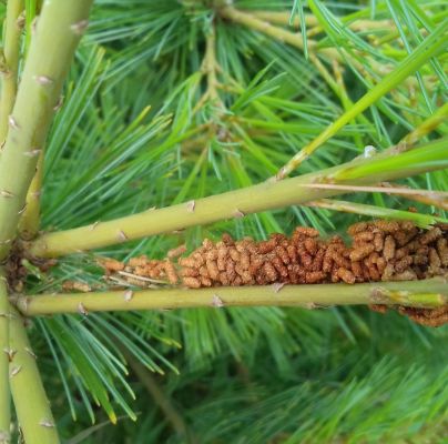 Acantholyda hieroglyphica 