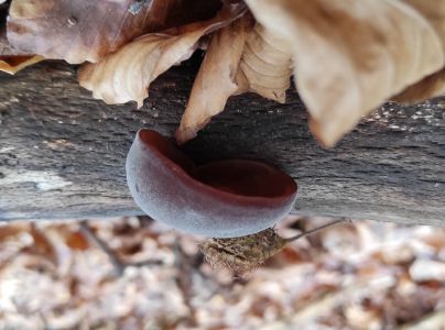 Uchovka bazov&aacute;