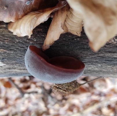 Auricularia auricula-judae