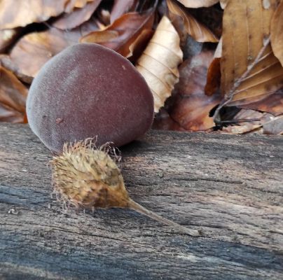 Auricularia auricula-judae
