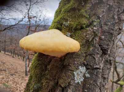 Ry&scaron;avec srstnat&yacute;