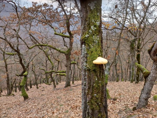 Fungus Inonotus hispidus 