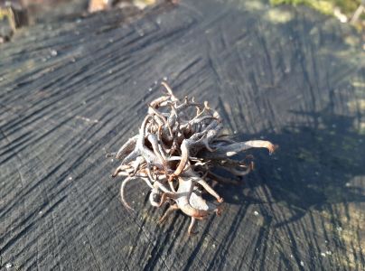 Hrčiarka Andricus caputmedusae