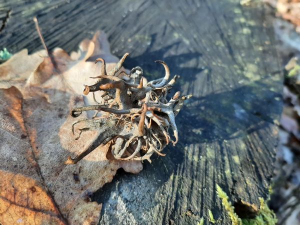 Gall wasp Andricus caputmedusae